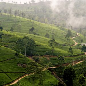 BEST PLACE IN SRI LANKA IN 06 DAYS